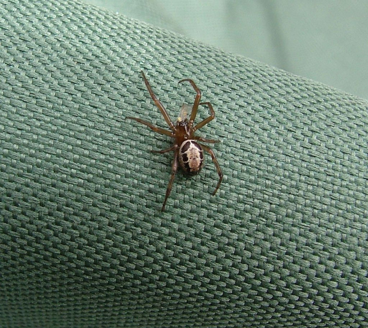Steatoda nobilis/False Widow Spider