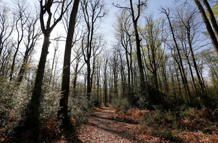 FILE PHOTO - Oak trees are pictured in Chateauroux forest near Ardentes, central France, days after a massive fire devastated the roof's wooden beam structure of the gothic Paris' Notre-Dame Cathedral, April 19, 2019.