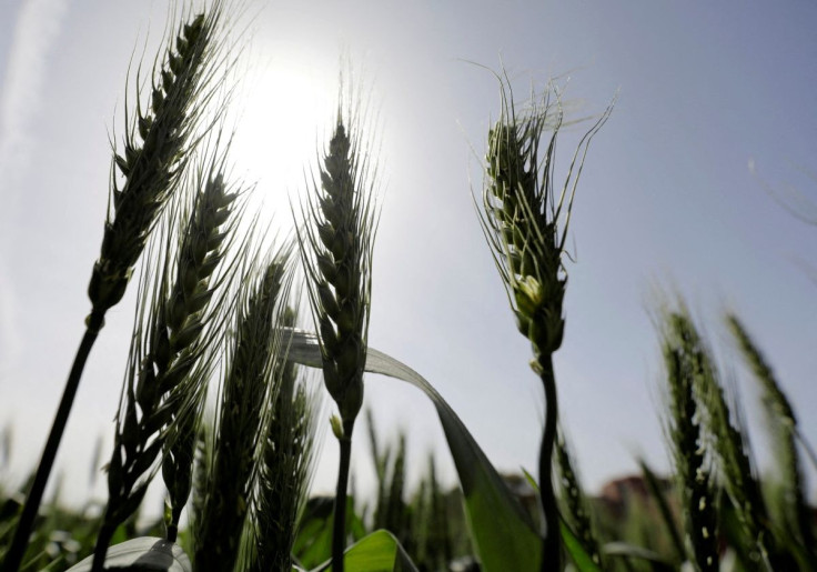 Stalks of wheat are seen at a field in El-Kalubia governorate, northeast of Cairo, March 1, 2022. 