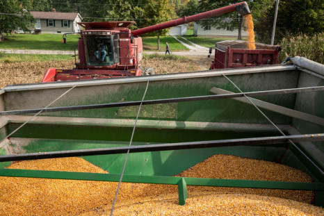 Don Nething, 62, transfers a load of corn frm the combine harvester in Ravenna, Ohio, U.S., October 11, 2021.   