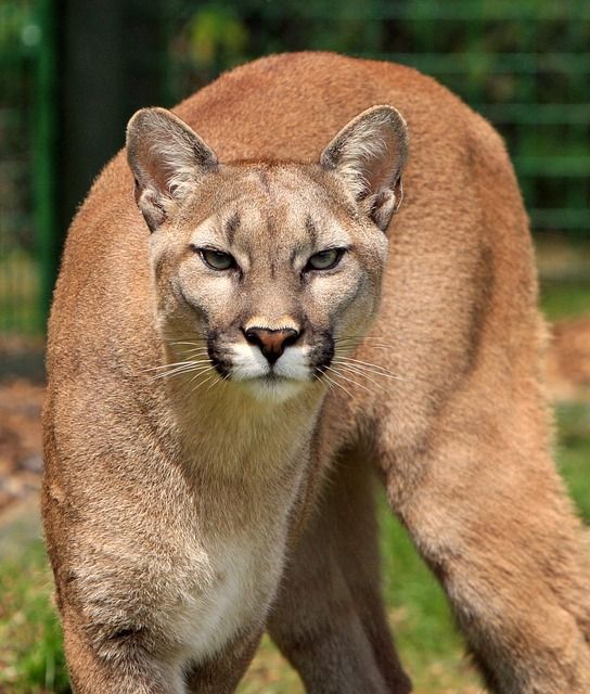 Mountain Lion Attacks Man, Grabs His Leg At Front Porch Of House | IBTimes