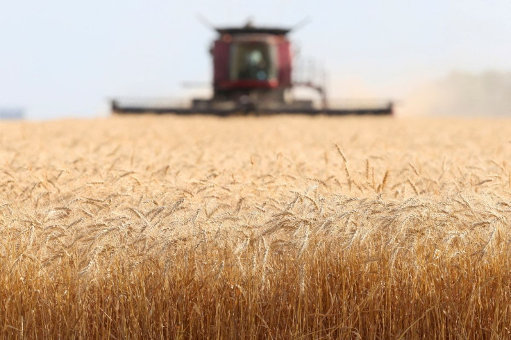 Spring wheat is harvested on a farm near Beausejour, Manitoba, Canada August 20, 2020.