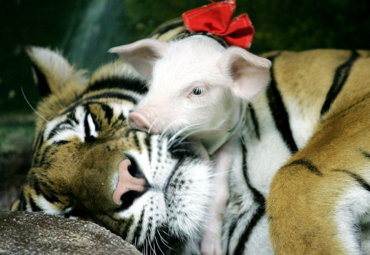 Tiger and Piglet
