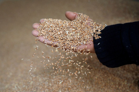 A worker displays grains of wheat at a mill in Beirut, Lebanon, March 1, 2022. 