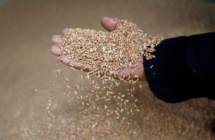 A worker displays grains of wheat at a mill in Beirut, Lebanon, March 1, 2022. 