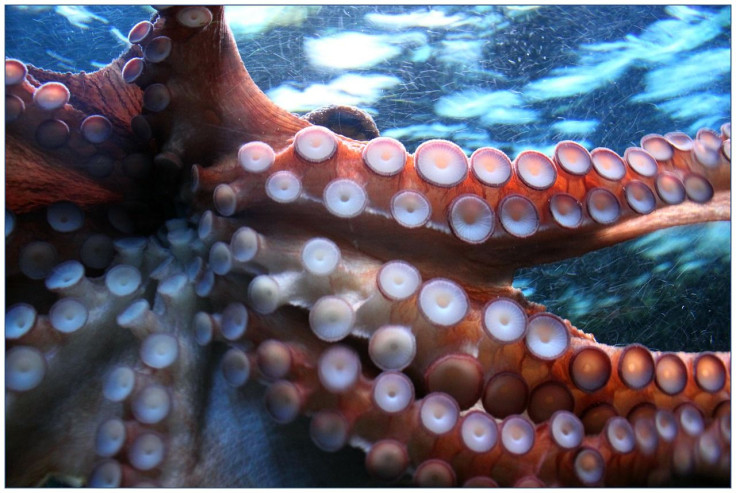 Octopus/Squid/Cephalopod Tentacles
