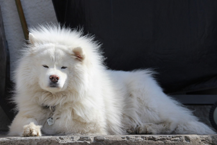 dog-1256219_1920