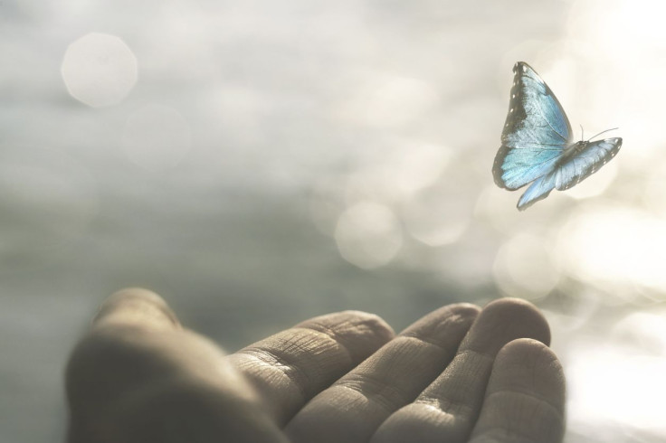 A delicate butterfly flies away from a woman's hand - Social Capital