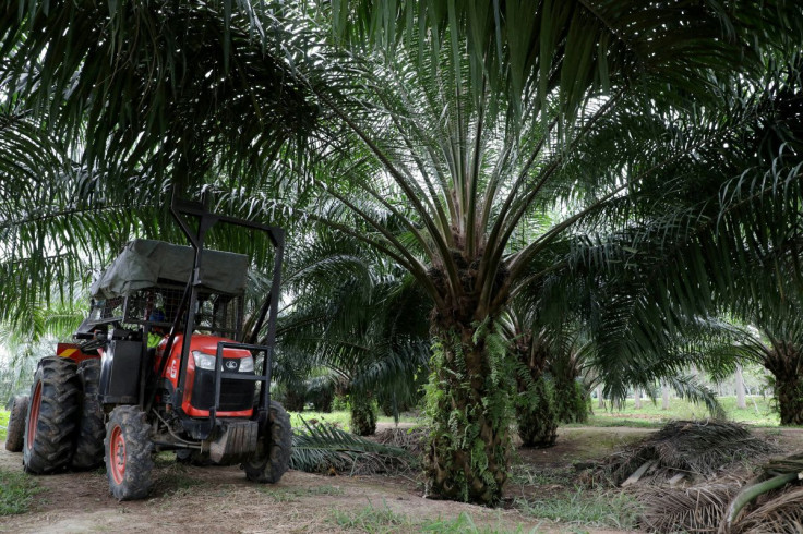 A mini tractor grabber collects palm oil fruits at a plantation in Pulau Carey, Malaysia, January 31, 2020.