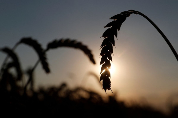 Ears of wheat are seen in a field near the village of Hrebeni in Kyiv region, Ukraine July 17, 2020. 