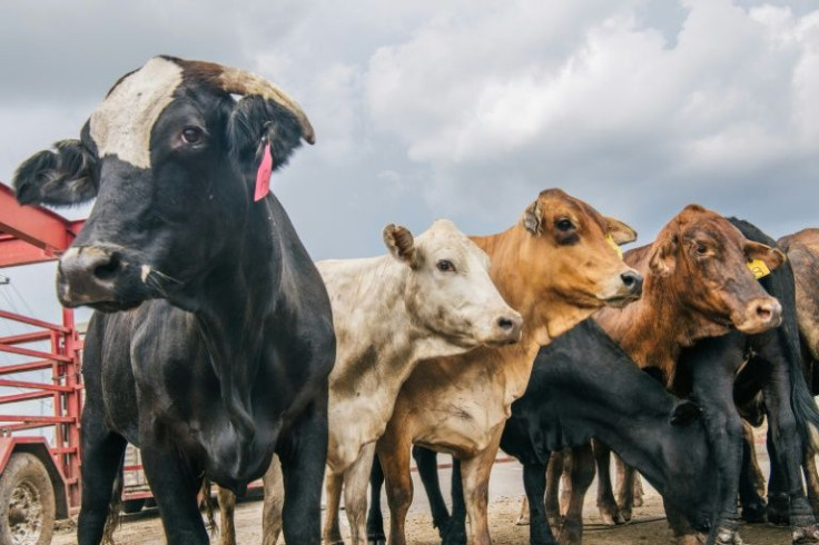 A cow (not pictured) brought traffic to a halt near Los Angeles after bolting onto a freeway