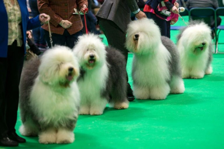 More than 20,000 dogs are expected at the four-day show, but organisers have banned those from Russia and their owners because of the invasion of Ukraine
