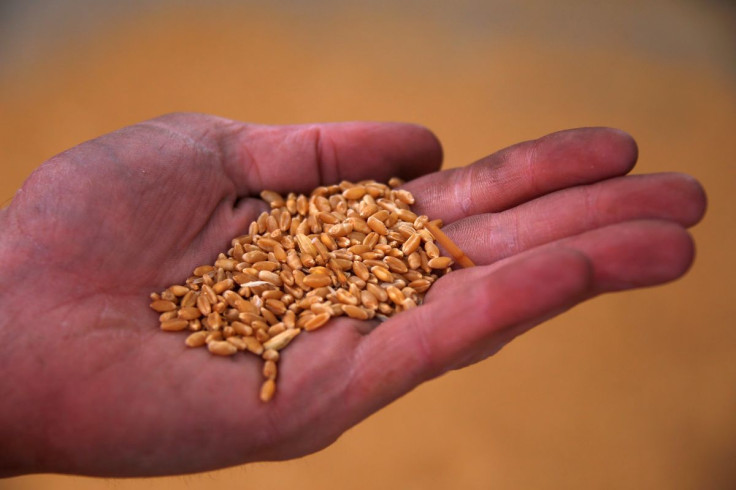 Worker Damien Smith holds wheat grains as he assists with loading a train at the town of Mallala, located north of Adelaide, South Australia, August 20, 2018.