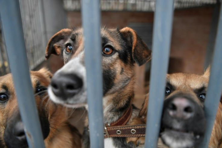 At an animal shelter near the city of Przemysl, Joanna Puchalska-Tracz welcomed 38 dogs and 32 cats from Ukraine on Wedesday, taken from Kyiv by the German organisation White Paw in several cars