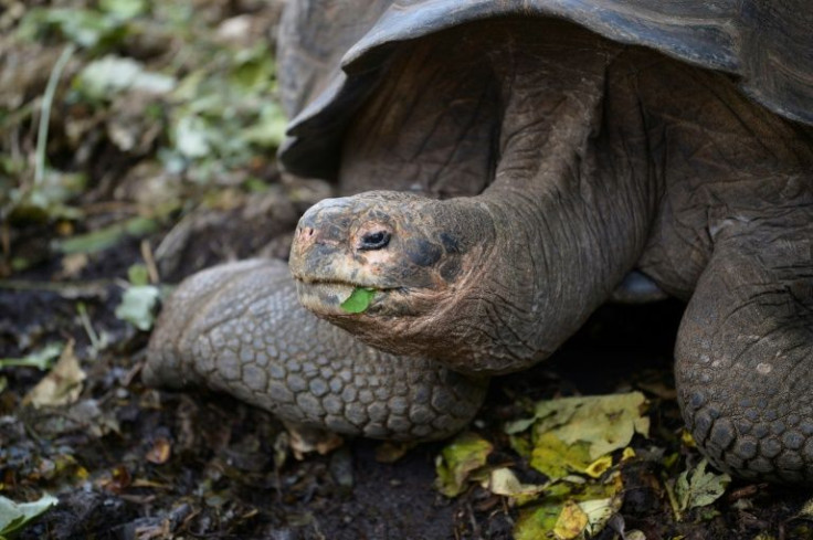 Giant tortoises, like this one at a breeding centre on Santa Cruz Island, are found only on two remote groups of tropical islands