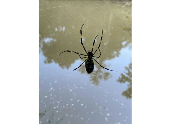 This undated image courtesy of Ben Frick from the University of Georgia shows a Joro spider (Trichonephila clavata)