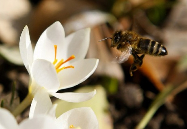 Honey bees might have emotions: study