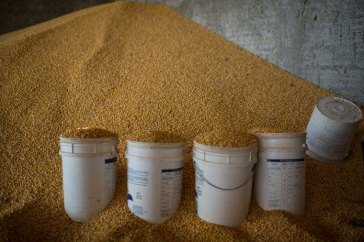 In this file photo taken on August 8, 2013 harvested corn is seen at a farm in Sao Felix do Xingu, Para state, northern Brazil