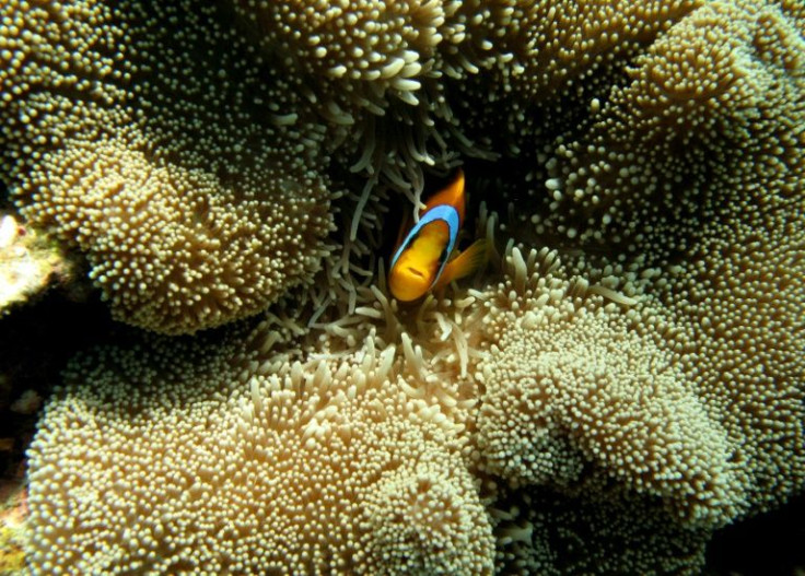 Human destruction of habitats and pollution were already endangering species and now climate change presents a growing threat
