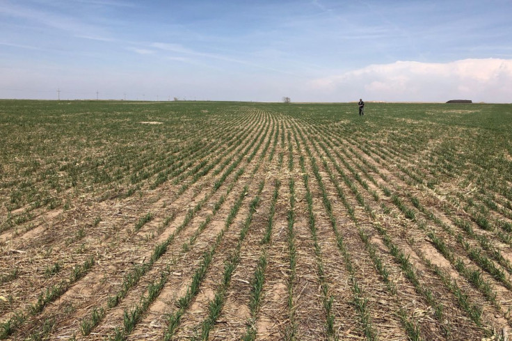 Wheat fields show drought affects near Colby, Kansas, U.S., May 1, 2018. Picture taken on May 1, 2018.