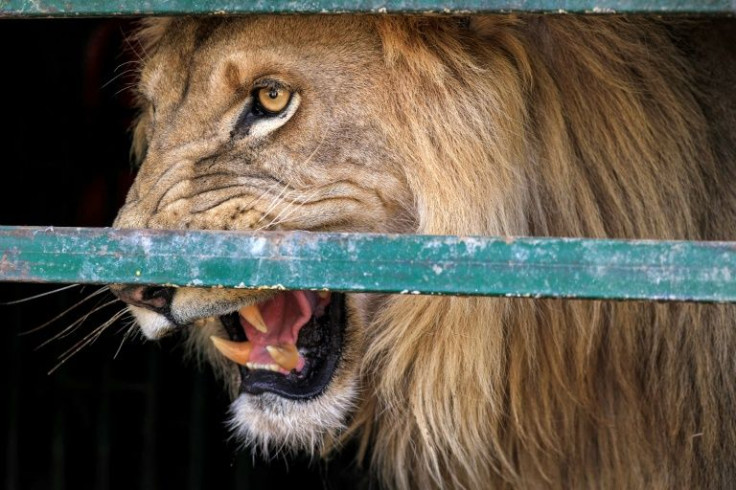An African lion at the Sudan Animal Rescue Centre in al-Bageir, south of the capital Khartoum, on February 28, 2022