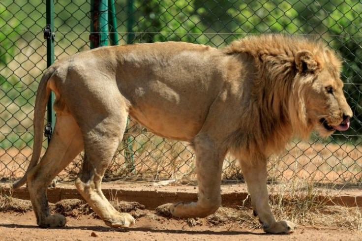 The animals' plight shot to public attention two years ago after an online campaign prompted veterinarians, conservationists and animal enthusiasts the world over to rush to their aid