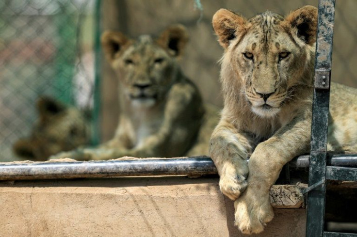 Lioness Kandaka, on the right, was once sick and emaciated in a rundown zoo in Sudan's capital, but thanks to wildlife enthusiasts she now thrives in a reserve watching her cubs grow