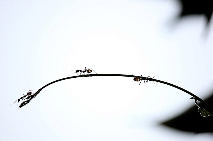 Ants on a Branch/Insects
