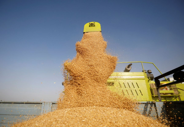 A combine deposits harvested wheat in a tractor trolley at a field on the outskirts of Ahmedabad, India, March 16, 2022.