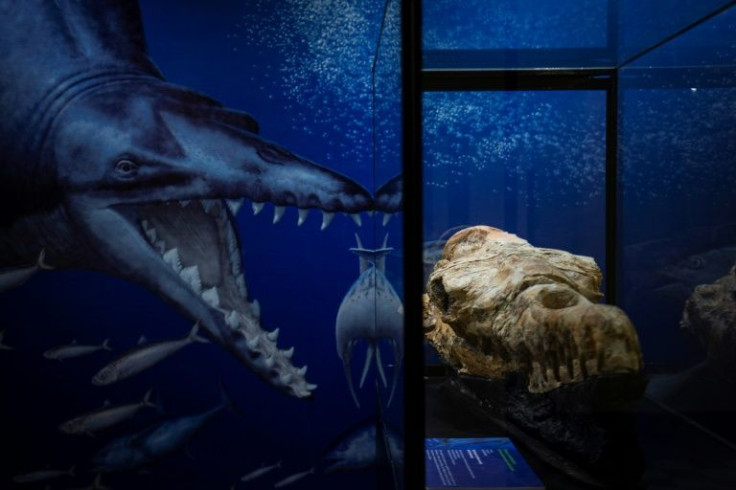 The skull of a basilosaurus, an ancient whale, is seen in Lima, Peru on March 17, 2022