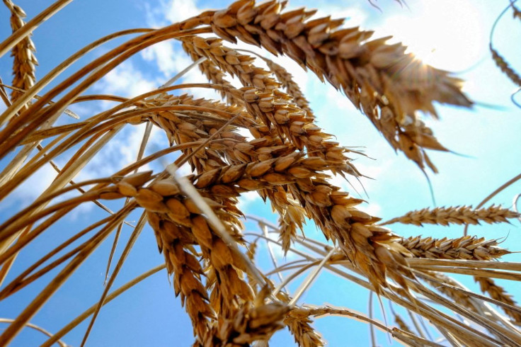 Wheat is seen in a field near the southern Ukranian city of Nikolaev, July 8, 2013.