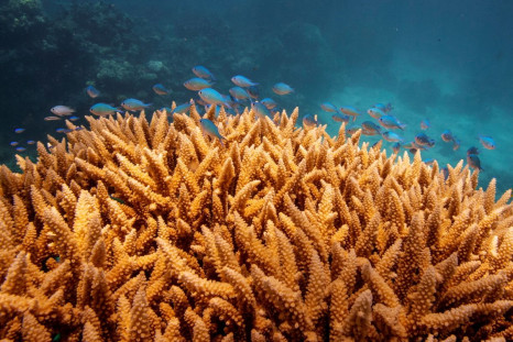 A school of fish swim above a staghorn (Acropora cervicornis) coral colony as it grows on the Great Barrier Reef off the coast of Cairns, Australia October 25, 2019. 