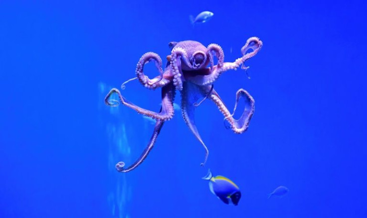 60 percent of the ocean is 'high seas' beyond national jurisdiction