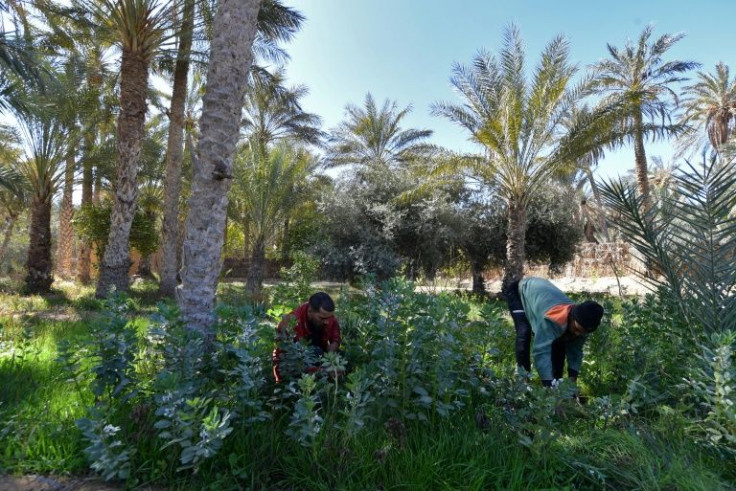 Pioneers around an eco-lodge are reviving a remote oasis in Tunisia's desert with innovative projects