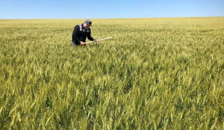 A scout on a Wheat Quality Council tour checks a spring wheat field in east-central North Dakota, U.S., July 24, 2018.  Photo taken July 24, 2018.  
