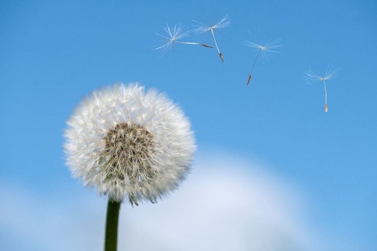 Pollen