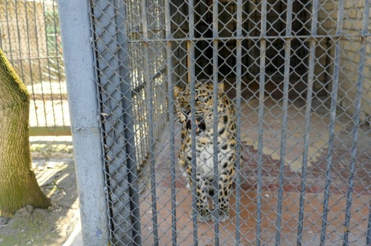 The Mykolaiv Zoo has so far been hit by Russian rockets three times, but no animals or people have been wounded