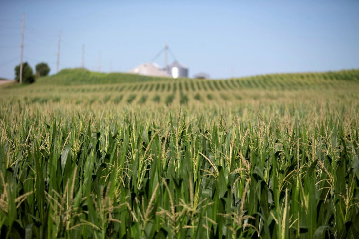 Corn grows in a field outside Wyanet, Illinois, U.S., July 6, 2018.  