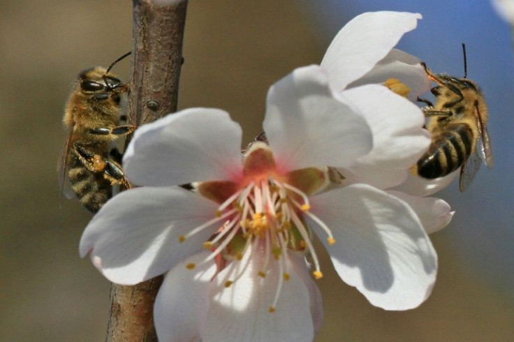 Pollinators are crucial for food production, like these bees on almond blossom. But they are also threatened by things like pesticides