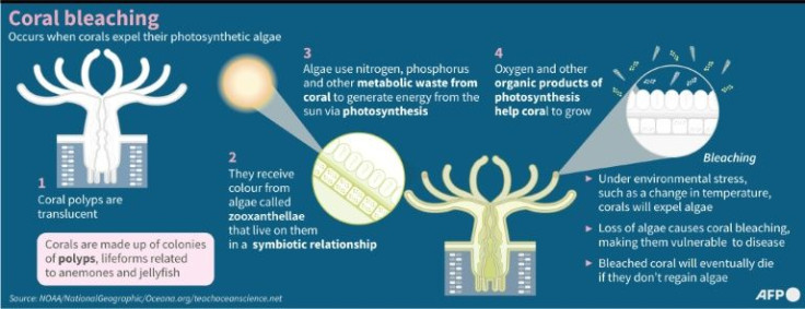 Graphic on coral bleaching.