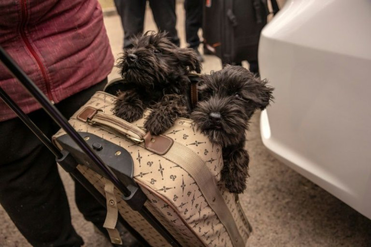 Svitlana Rogutska left Irpin with ten dogs -- including seven Scottie puppies stuffed into a suitcase -- and a cat