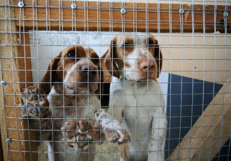 Some people who fled the war left their pets behind them