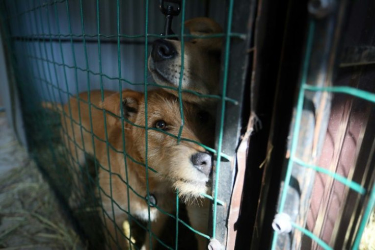 Zalypskyy estimates his shelter has taken in 1,500 animals since the war began