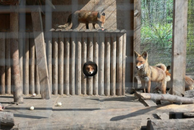 The hilltop sanctuary in Lviv was once a haven reserved for exotic animals