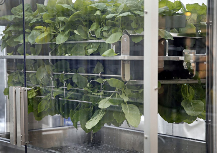 Nicotiana benthamiana plants are dipped in a solution during the infiltration process at Medicago greenhouse in Quebec City, August 13, 2014. 