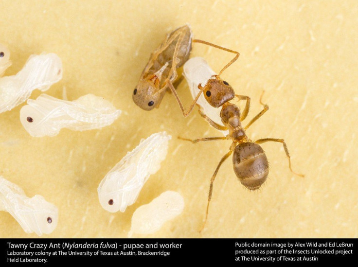 Nylanderia_fulva_-_Tawny_Crazy_Ant_(31569780261)