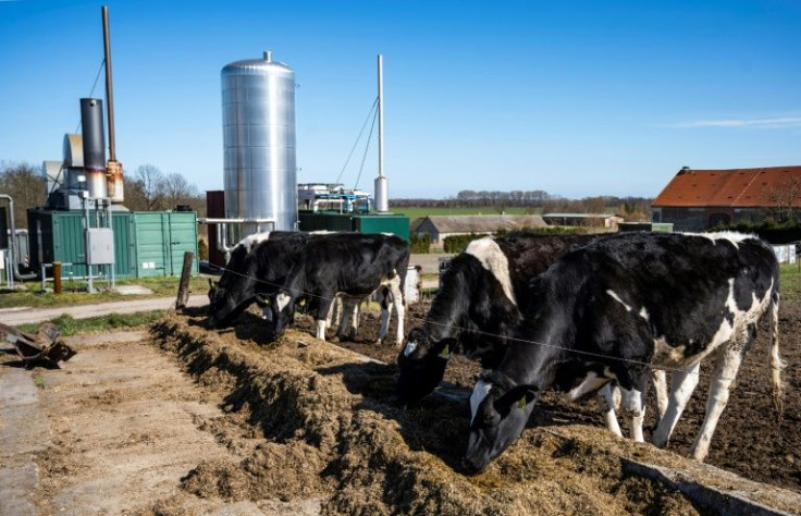 Germany hopes cow manure can contribute to efforts to cut the country's dependence on Russian gas