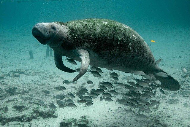 Manatee Appreciation Day: Fun Facts About Sea Cows | IBTimes