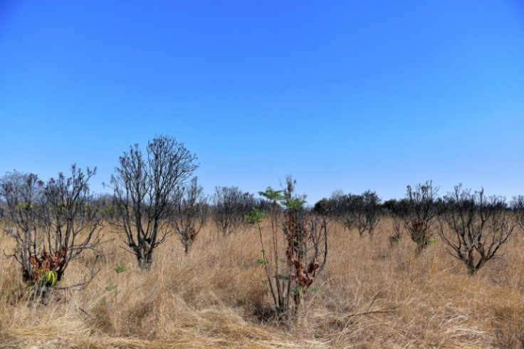 A once-productive mango orchard in Chegutu, about 100 kilometers from Harare. The farm was seized in 2009 under Zimbabwe's land reforms