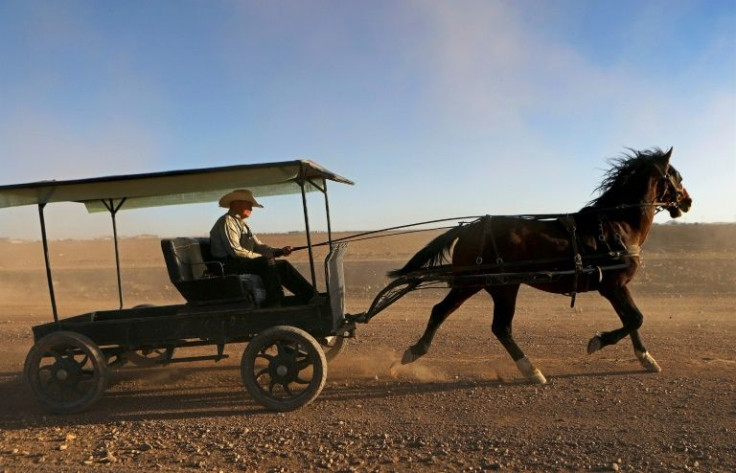 A Mennonite man rides a horse-drawn cart in the village of Sabinal in northern Mexico